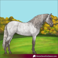 Horse Color:White Spotted Silver Blue Roan 