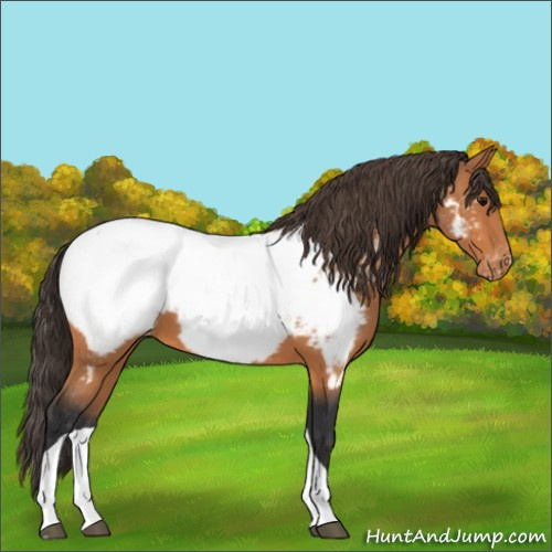Horse Color:Bay Tobiano Appaloosa 