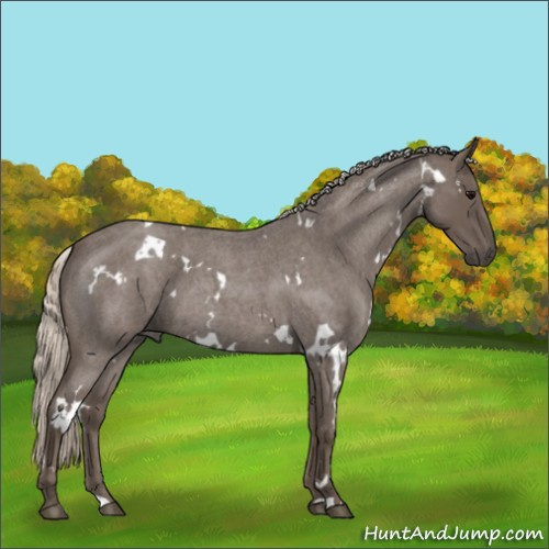 Horse Color:White Spotted Silver Blue Roan
