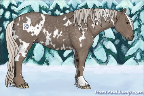Horse Color:White Spotted Silver Blue Roan 