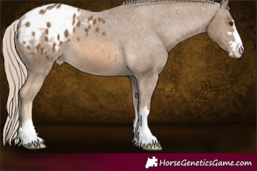 Horse Color:Chocolate Palomino Appaloosa 
