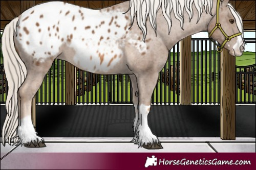 Horse Color:Chocolate Palomino Appaloosa 