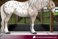 Horse Color:Chocolate Palomino Appaloosa