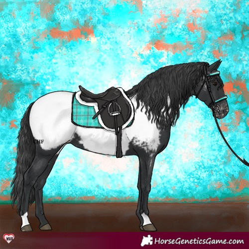 Horse Color:Black Near Fewspot 