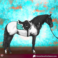 Horse Color:Black Appaloosa 