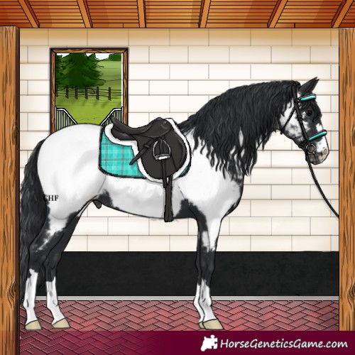Horse Color:Black Appaloosa 
