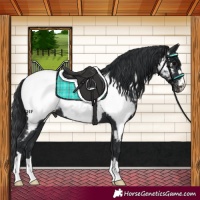 Horse Color:Black Appaloosa