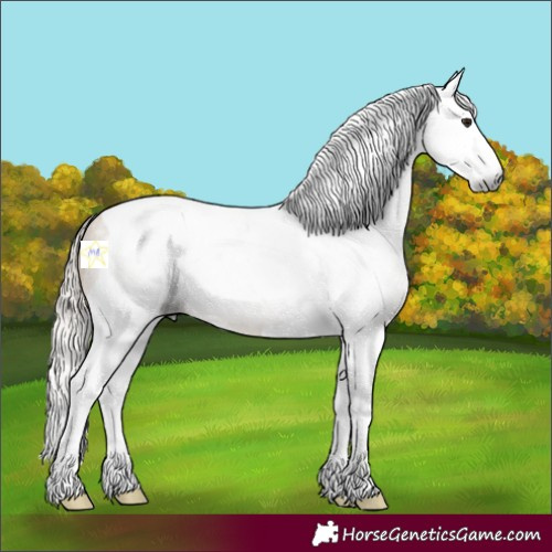 Horse Color:Gray Silver Brown Roan Dun Splash Tobiano Rabicano 
