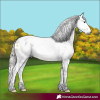 Horse Color:Gray Silver Brown Roan Dun Splash Tobiano Rabicano 