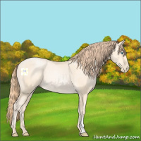 Horse Color:Amber Cream Champagne Pearl Rabicano 