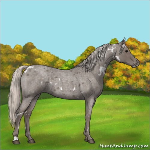 Horse Color:White Spotted Silver Blue Roan