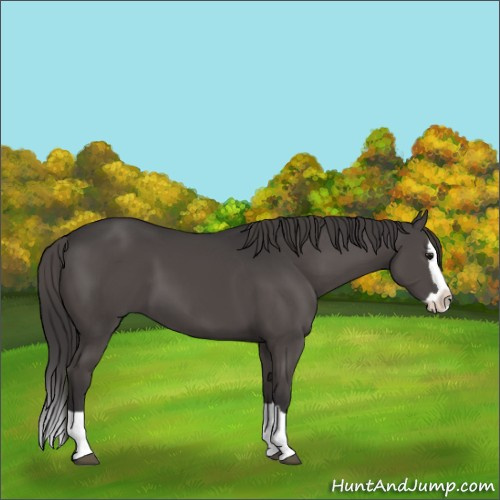 Horse Color:Smoky Grullo Splash 