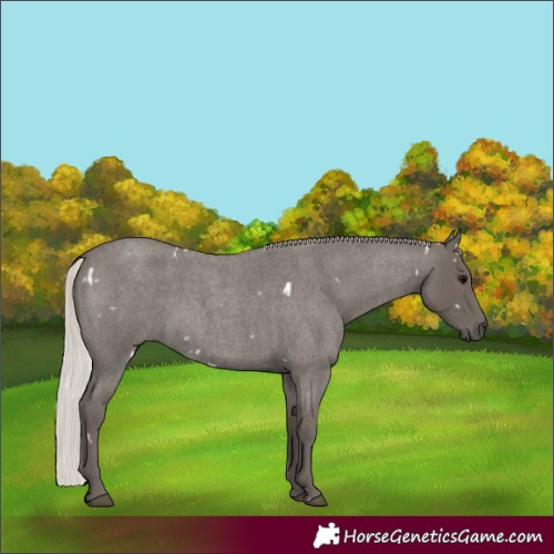 Horse Color:White Spotted Silver Blue Roan 