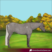 Horse Color:White Spotted Silver Blue Roan 