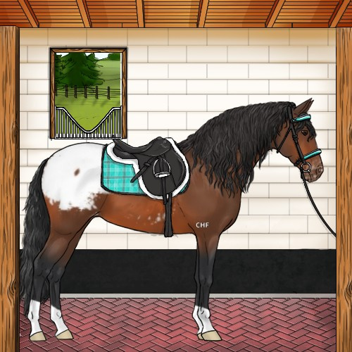 Horse Color:Bay Appaloosa 