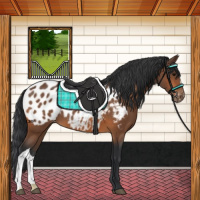 Horse Color:Bay Appaloosa 
