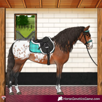 Horse Color:Bay Appaloosa 