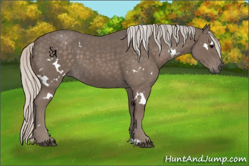 Horse Color:White Spotted Silver Blue Roan