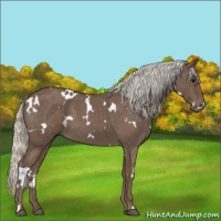 Horse Color:White Spotted Silver Blue Roan 