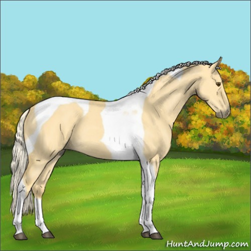 Horse Color:Palomino Dun Tobiano