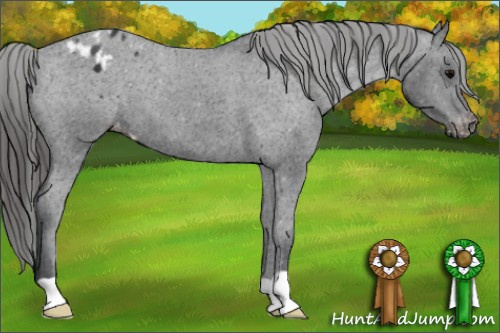 Horse Color:Black Appaloosa 