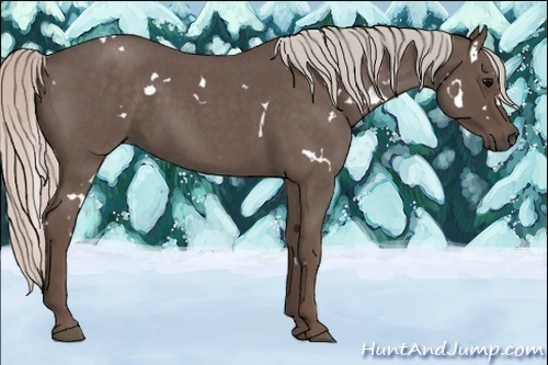 Horse Color:White Spotted Silver Blue Roan 