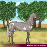 Horse Color:White Spotted Silver Blue Roan 