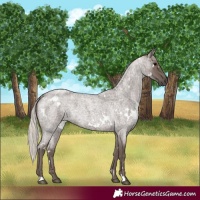Horse Color:White Spotted Silver Blue Roan