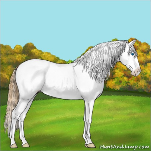 Horse Color:White Spotted Chestnut Splash 
