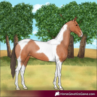 Horse Color:Bay Tobiano Varnish 