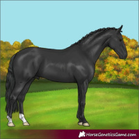 Horse Color:Black 