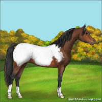 Horse Color:Bay Snowcap 