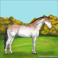 Horse Color:White Spotted Bay Sabino