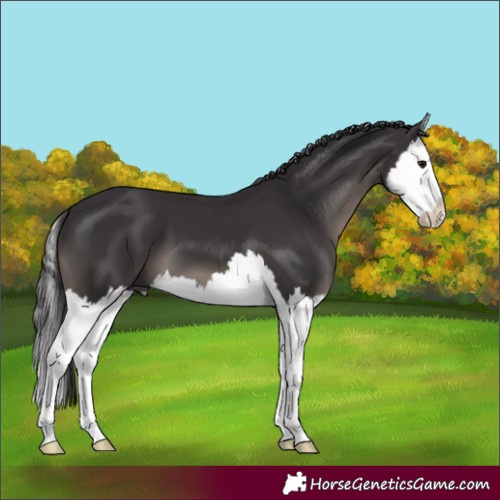 Horse Color:Smoky Black Splash 