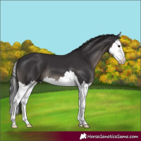 Horse Color:Smoky Black Splash