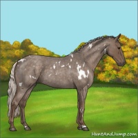 Horse Color:White Spotted Silver Blue Roan 