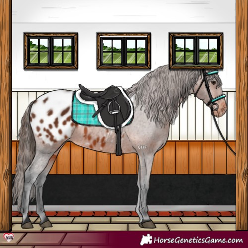 Horse Color:Brown Appaloosa 