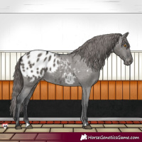 Horse Color:Grullo Appaloosa 