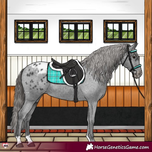 Horse Color:Black Appaloosa 