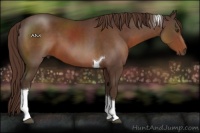 Horse Color:Liver Chestnut Tobiano 