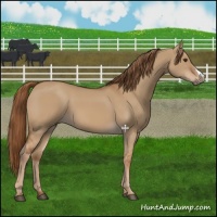 Horse Color:Red Dun 