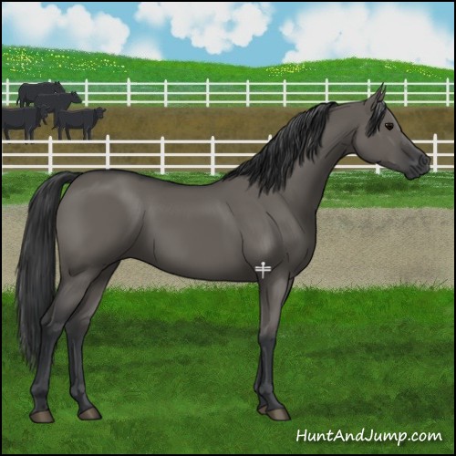 Horse Color:Grullo 