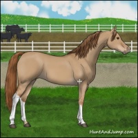 Horse Color:Red Dun 