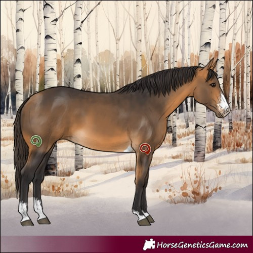 Horse Color:Buckskin Sabino Tobiano 