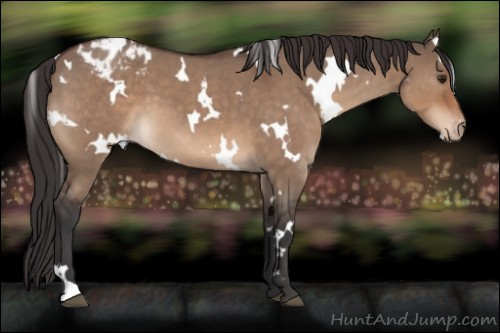 Horse Color:White Spotted Brown Roan Dun Appaloosa 