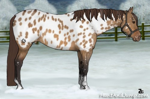 Horse Color:Buckskin Dun Tobiano Near Leopard 