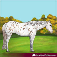 Horse Color:White Spotted Brown Dun Appaloosa