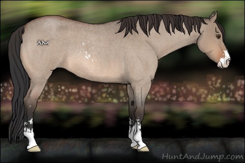 Horse Color:Brown Roan Dun Sabino 