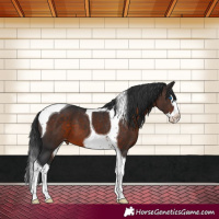 Horse Color:Brown Splash Tobiano Appaloosa