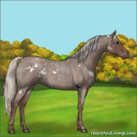 Horse Color:White Spotted Silver Blue Roan 